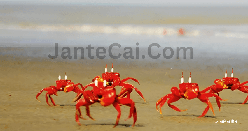 কক্সবাজার দর্শনীয় স্থান